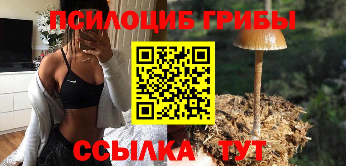Псилоцибиновые грибы мицелий Асино